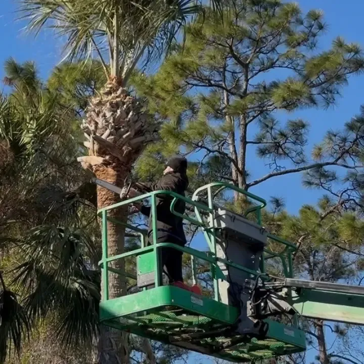 Palm tree trimming st augustine