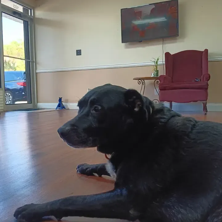 Baker Bail Bonds team photo the dog