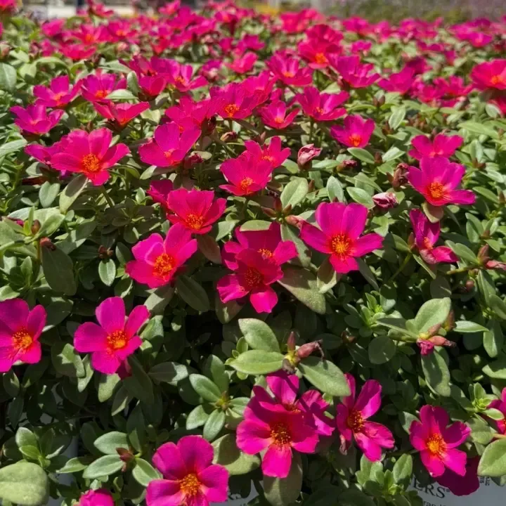 HOA landscaping st augustine