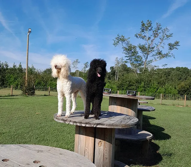 Two groomed standard poodles standing outdoors at Miss Vickie's Grooming Salon in Cordova SC