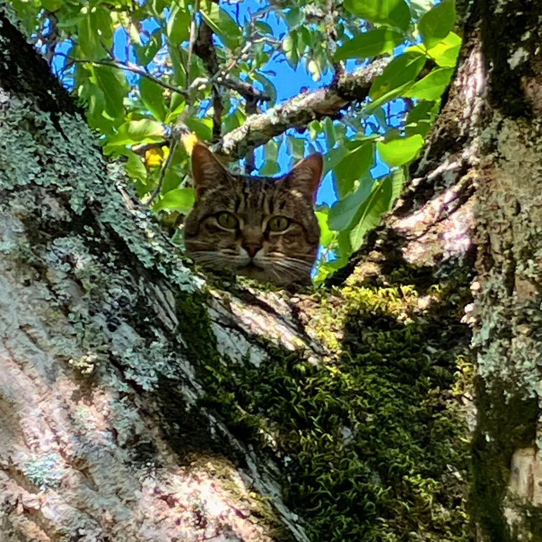 chat, chat dans un arbre, vacances au calme