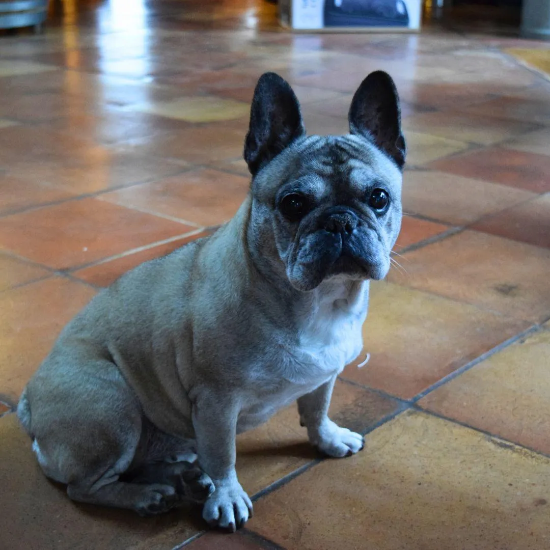 chiens acceptés, animaux acceptés