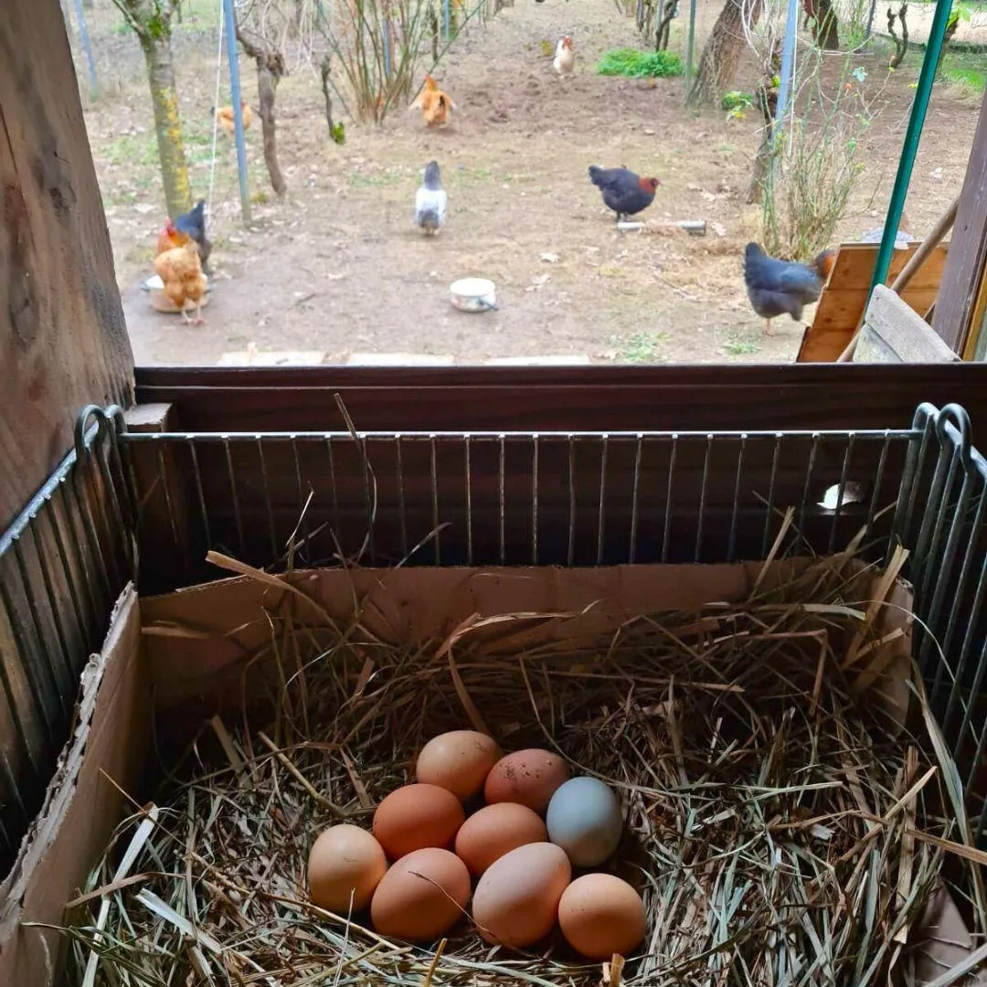 poules, poulailler, oeufs frais, vacances à la campagne