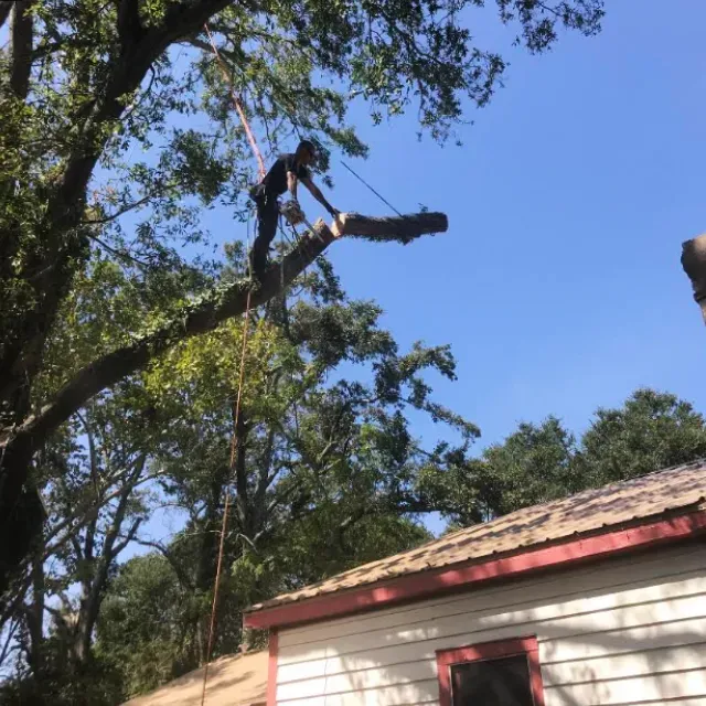 Tree Trimming Wilmington, NC