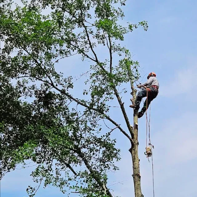 Tree Risk Assessment 
