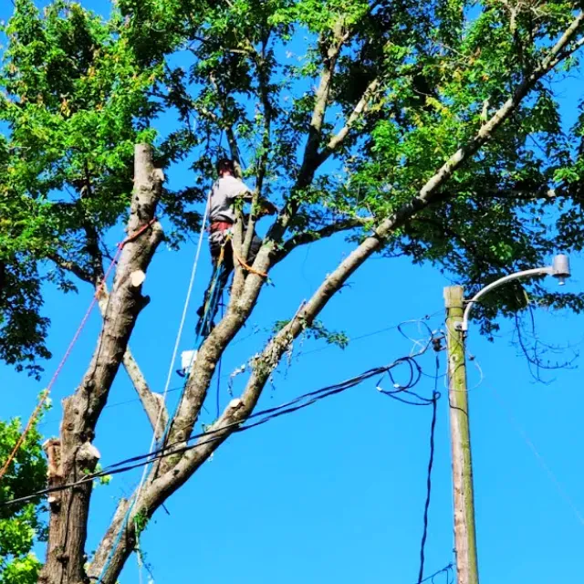 Tree Risk Assessment Wilmington, NC