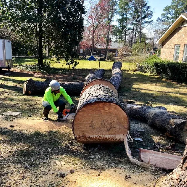 Free Tree Inspections Wilmington, NC