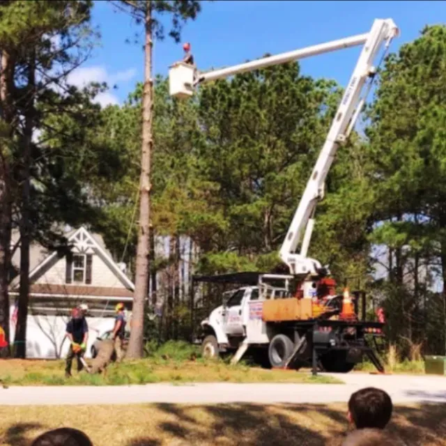 Tree Removal Wilmington, NC