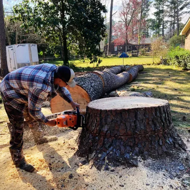 Stump Removal Wilmington, NC