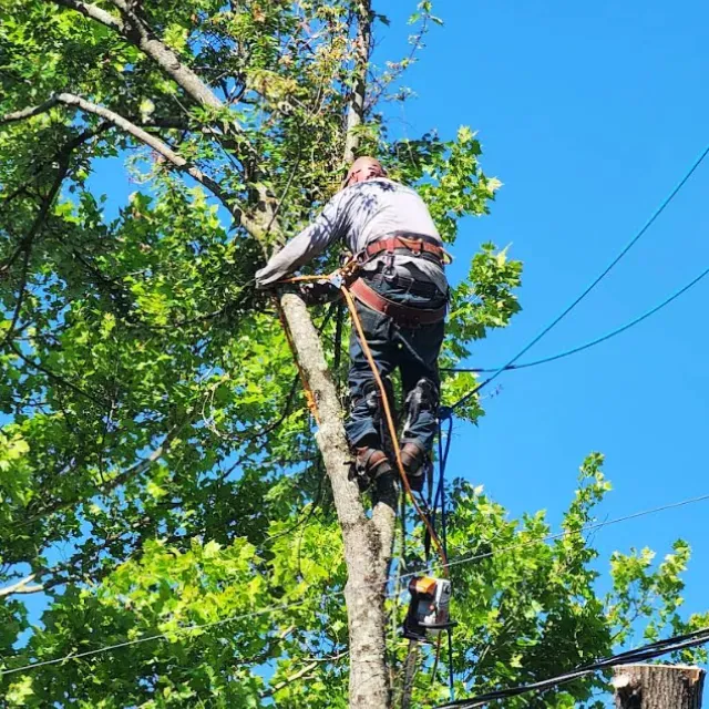 Tree Risk Assessment Wilmington, NC