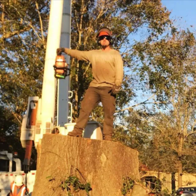 Free Tree Inspections Wilmington, NC