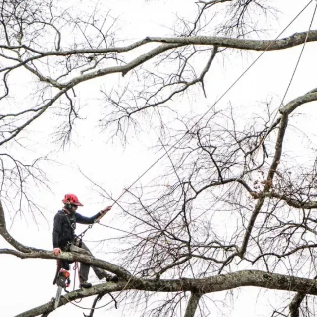 Tree Risk Assessment Wilmington, NC