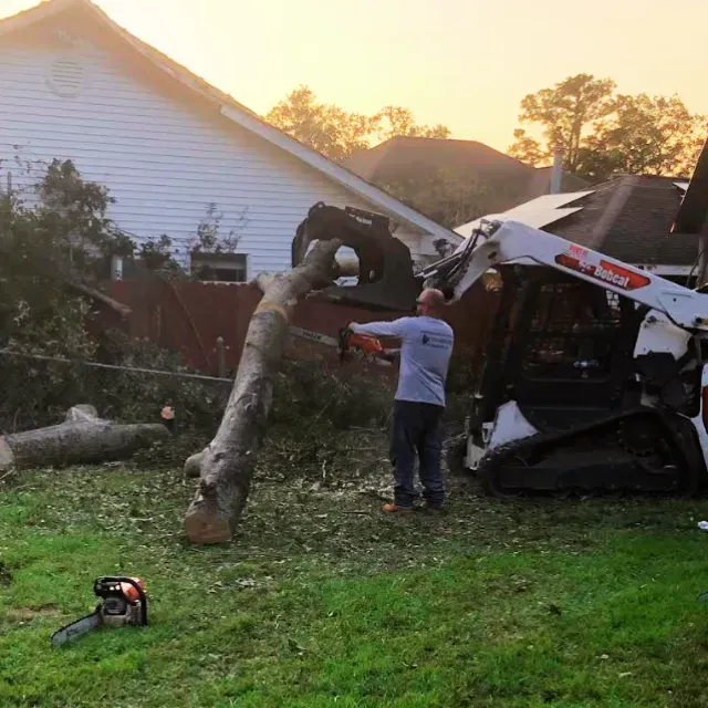 Tree Removal Wilmington, NC