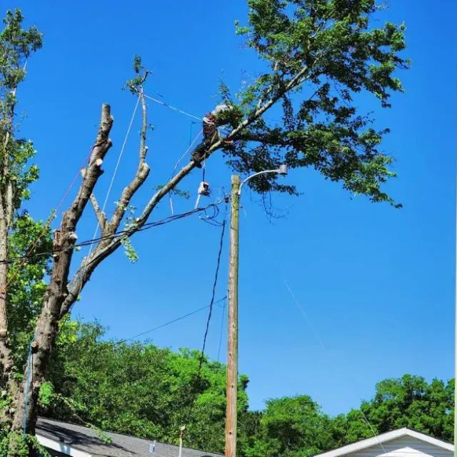 Tree Removal 