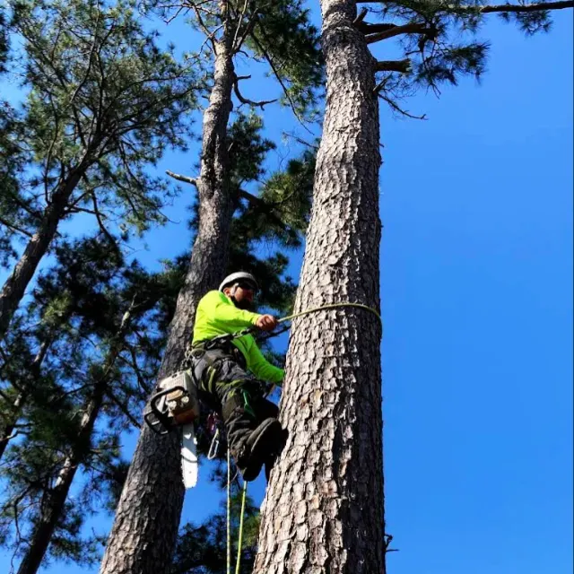 Tree Trimming 