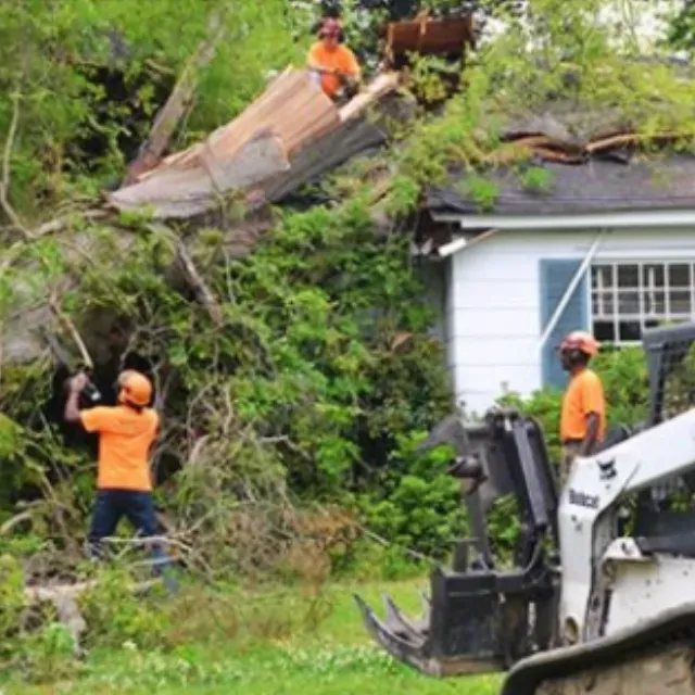 Free Tree Inspections 