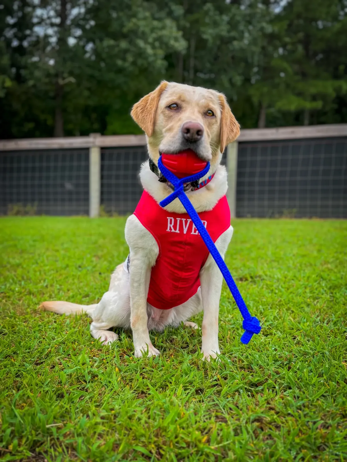 puppy training raleigh