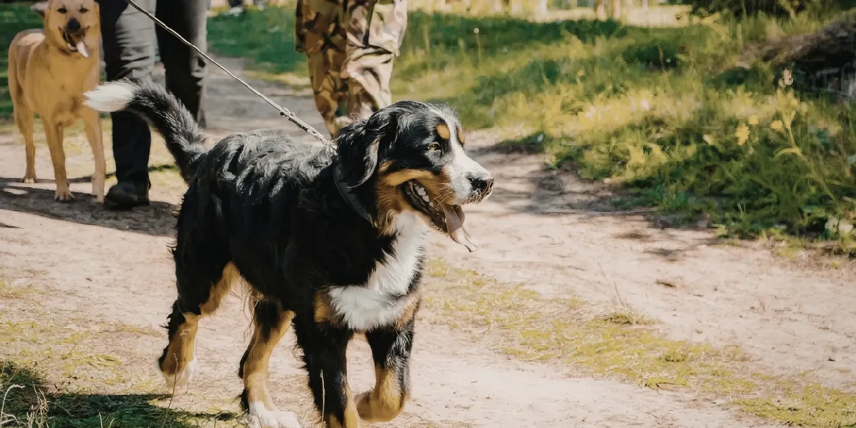 Why Dogs Pull on the Leash and How to Fix It