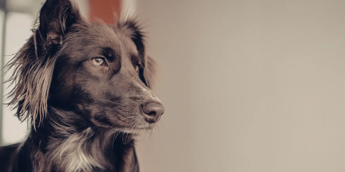 Why Your Dog Is Suddenly Acting Aggressive