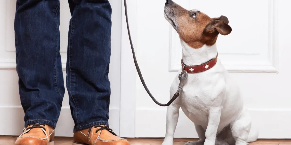 Anxious Dog Behavior: What It Looks Like and Why It Happens
