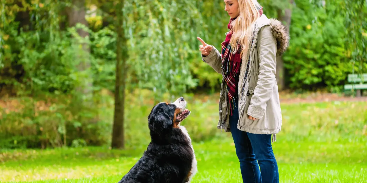 Dog Reactive to Guests? Causes and How to Help