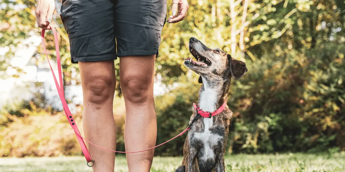 Why Dogs Need Boundaries, Not Just Commands