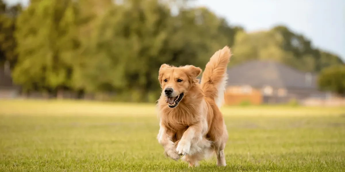 How to Know If Your Dog Is Overstimulated