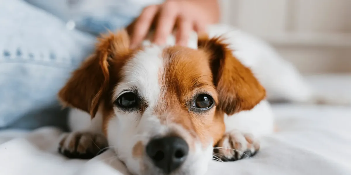How Your Energy Affects Your Dog's Behaviour