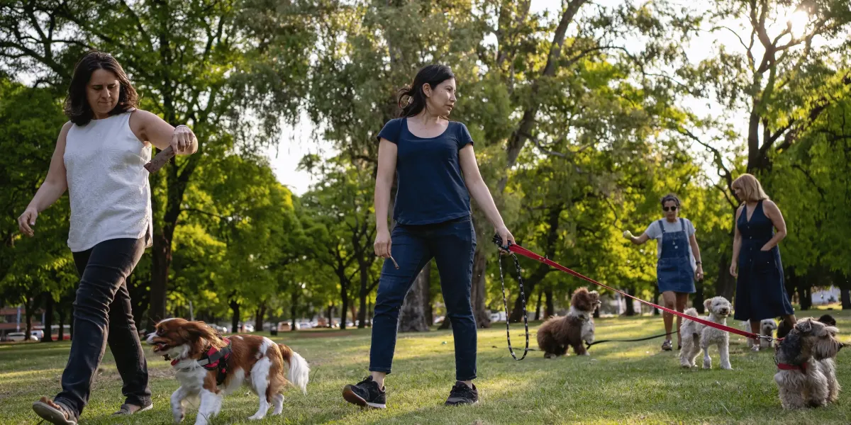 How to Teach Your Dog to Settle in Public Places