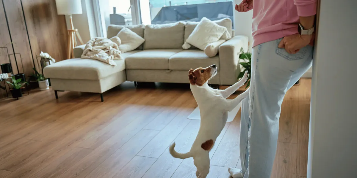 How to Stop Your Dog From Stealing Food Off the Counter