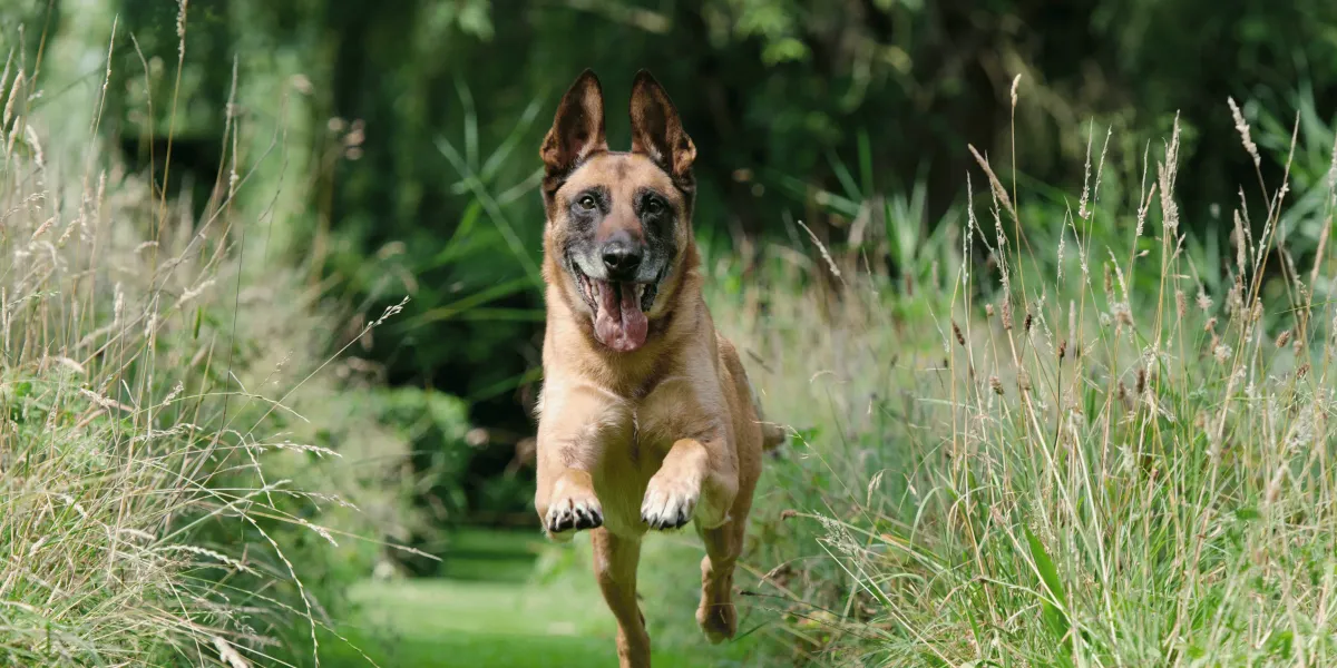 How to Teach Your Dog an Emergency Recall