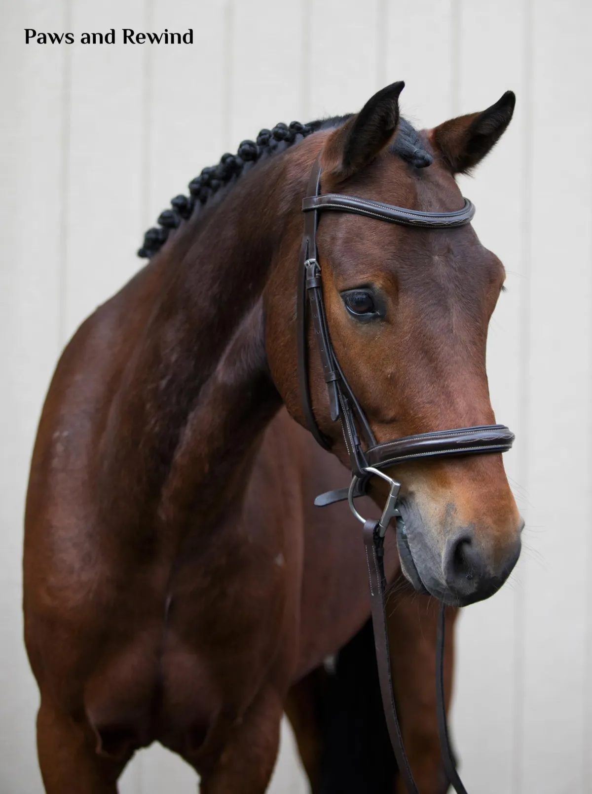 Explore Quality Imported Irish Horses for Sale | Irish Manor Stables
