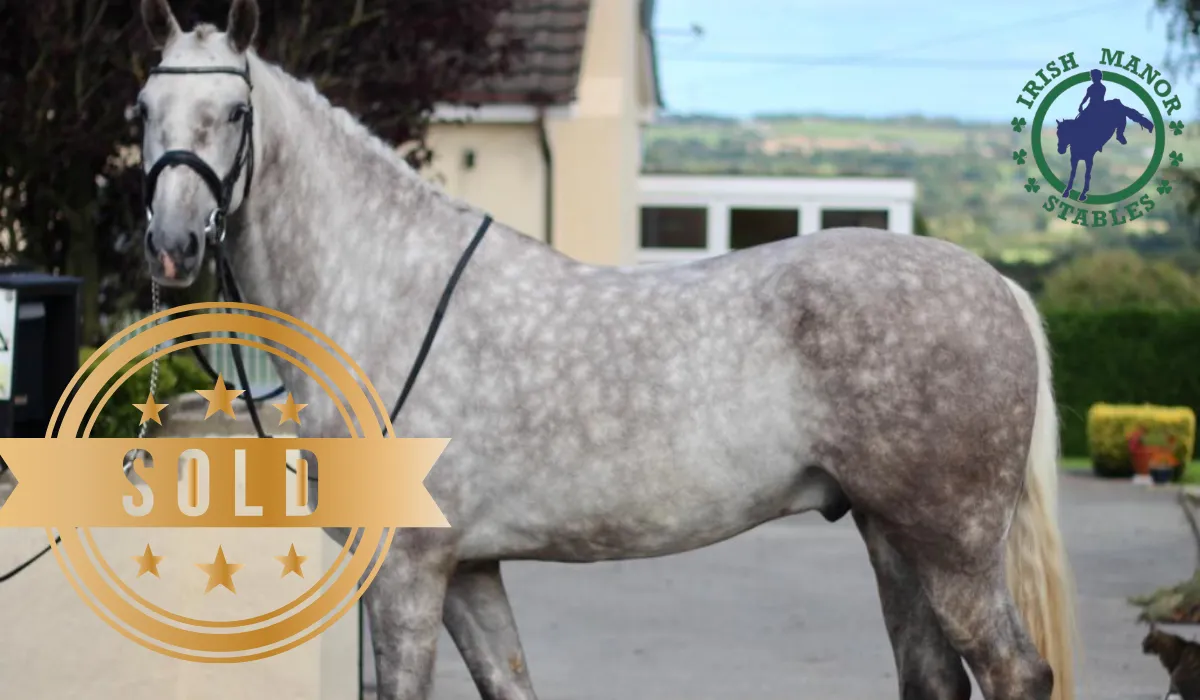 Imported Irish horse at Irish Manor Stables