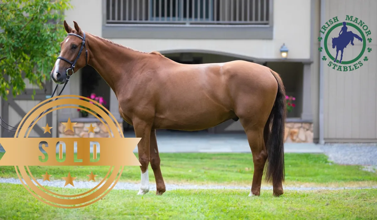 Imported Irish horse at Irish Manor Stables