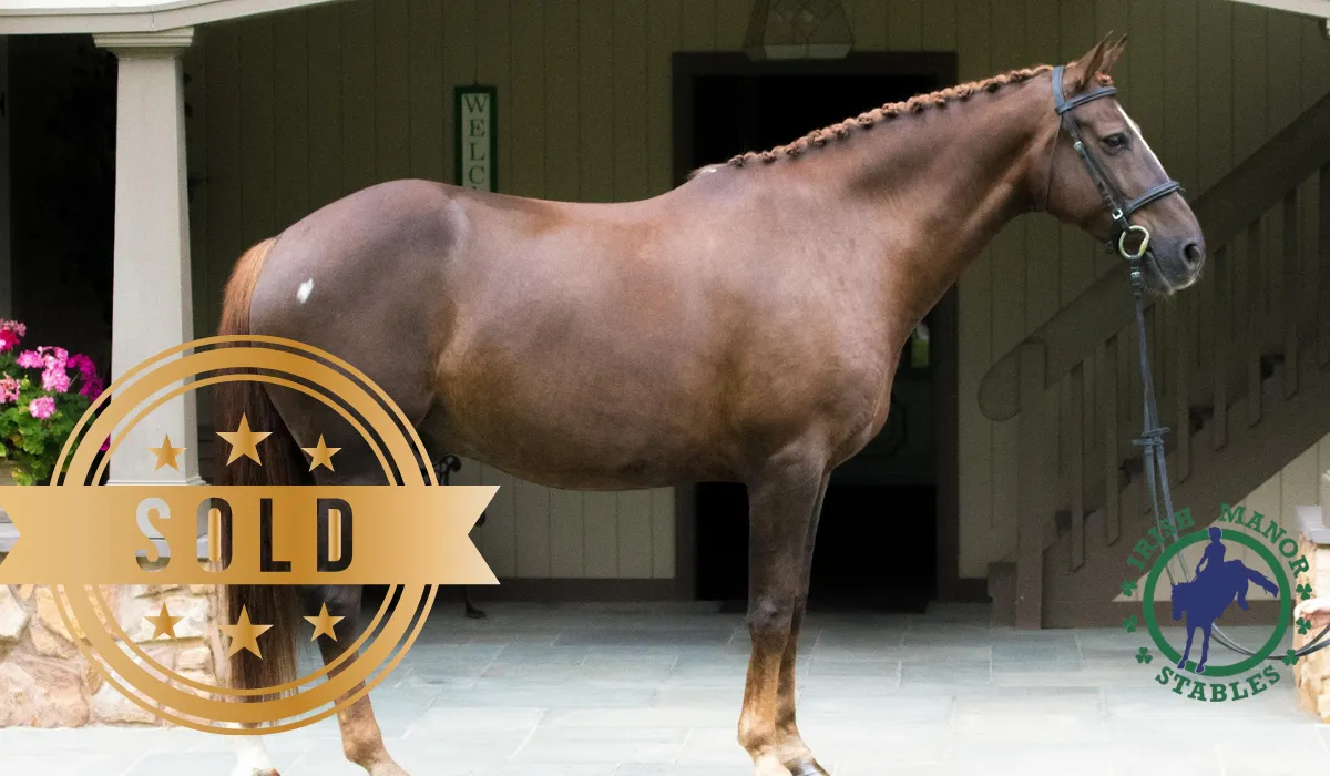 Imported Irish horse at Irish Manor Stables