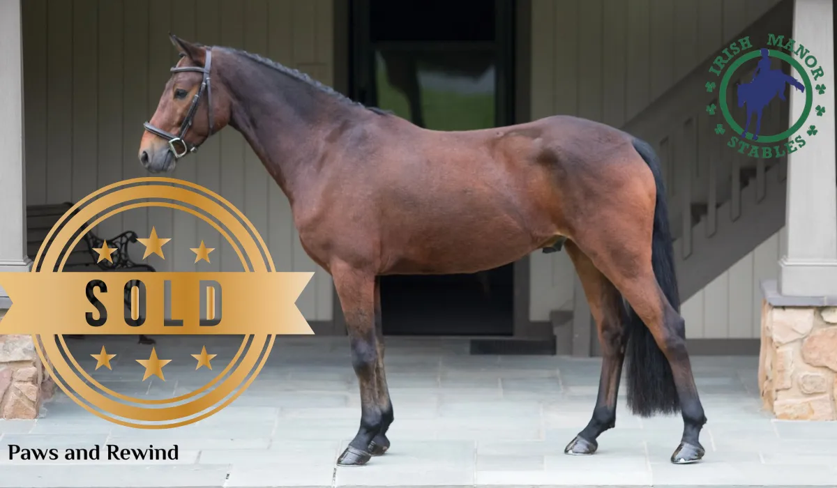 Imported Irish horse at Irish Manor Stables