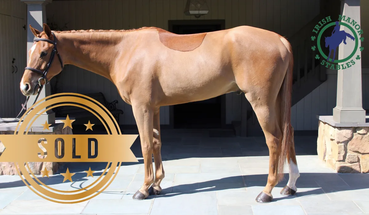 Imported Irish horse at Irish Manor Stables