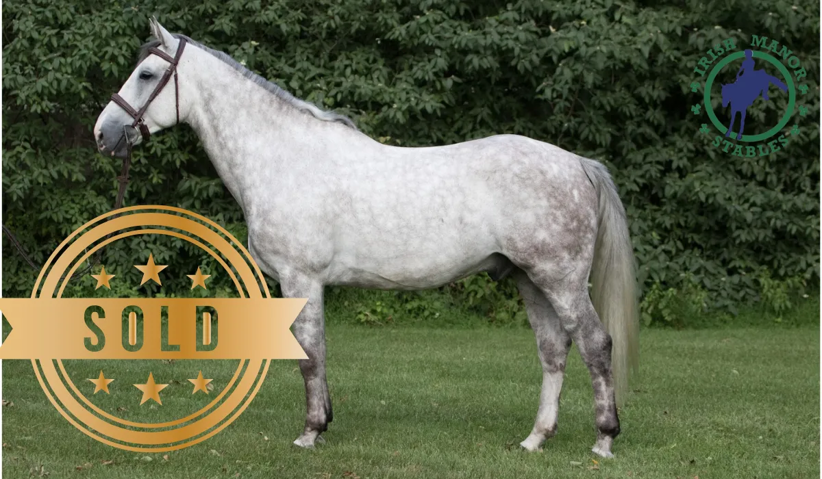 Imported Irish horse at Irish Manor Stables