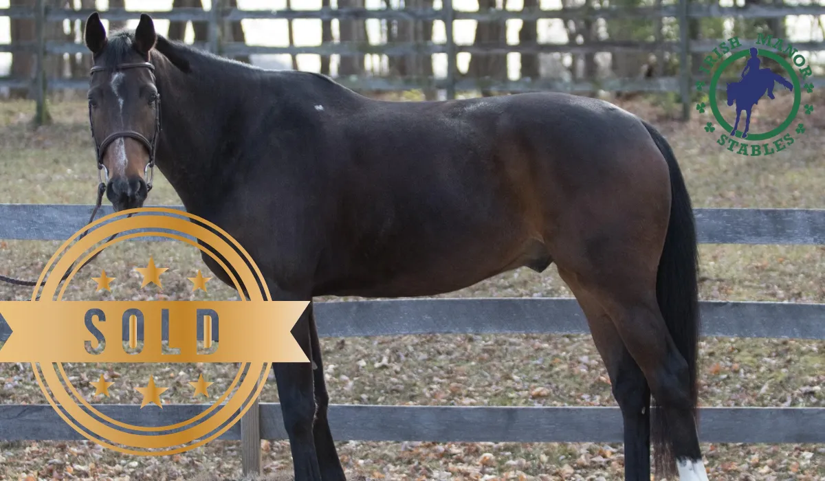 Imported Irish horse at Irish Manor Stables