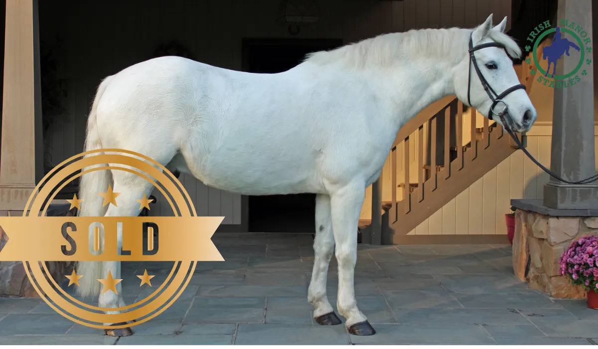 Imported Irish horse at Irish Manor Stables