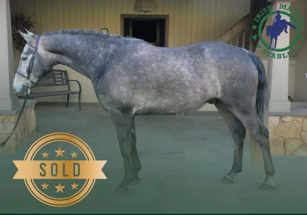 imported Connemara gelding at Irish Manor Stables