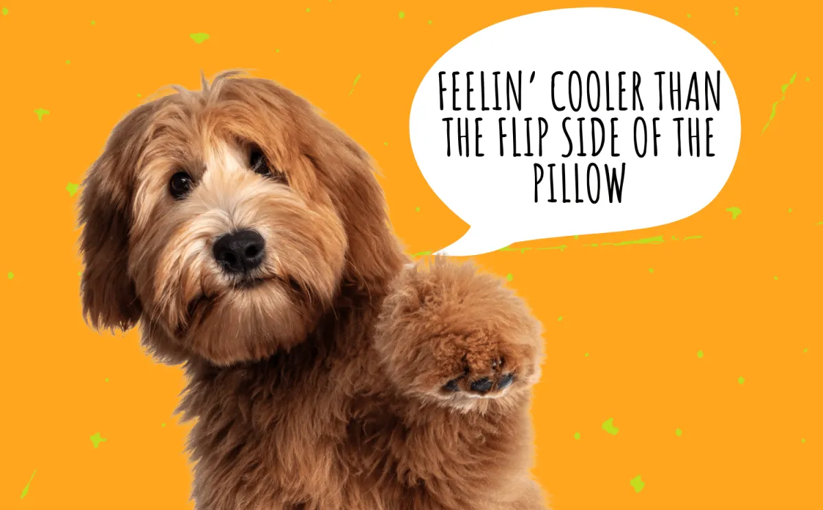 How to keep your dog cool and safe during a hot summer