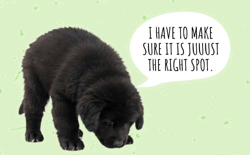 Why Do Dogs Spin Before They Poo? (And 7 Other Funny Bathroom Habits Explained)