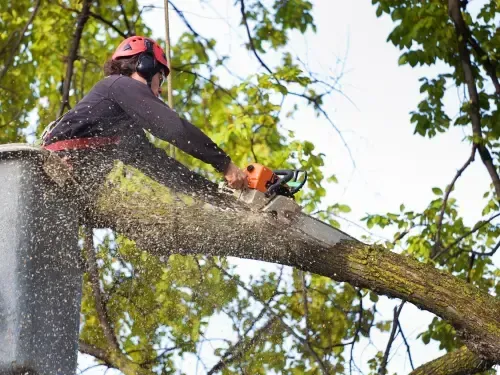 Tree Trimming in Sacramento
