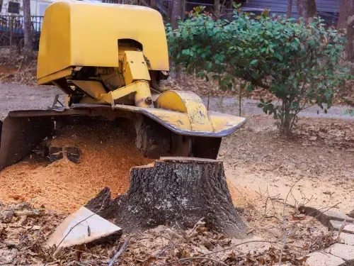 Stump Grinding in Sacramento