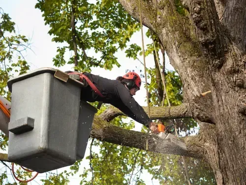 Tree Prunning in Sacramento