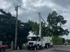 Tree Removal Sacramento