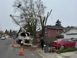 Tree Trimming Sacramento