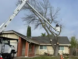 Stump Grinding Sacramento