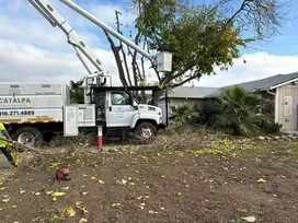 Commercial Tree Care Sacramento